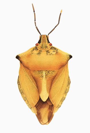 Illustration for article titled The Mutant Art of Radioactive Insects